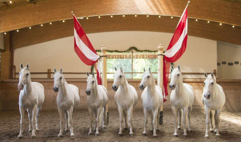 Austria's first private Lipizzaner stud