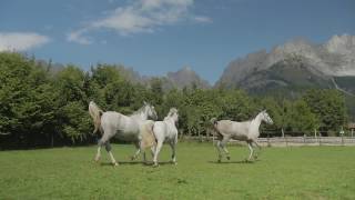 Stanglwirt Lipizzaner stud